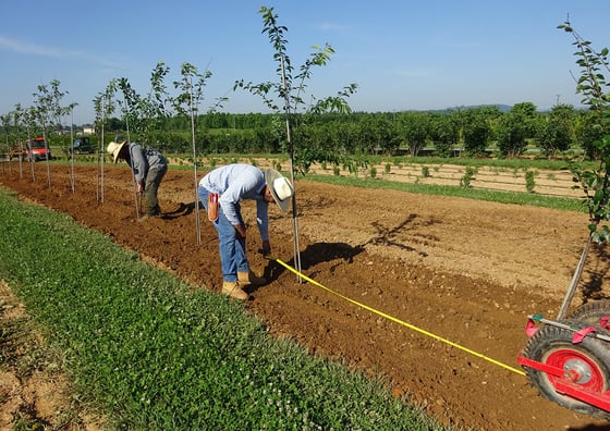 nursery plant spacing