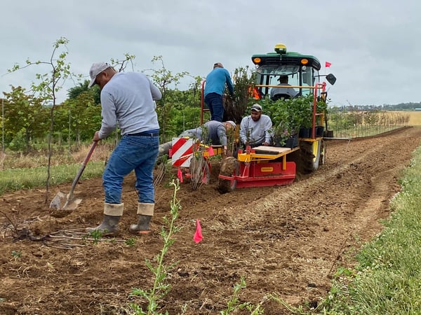 03 planting 0919