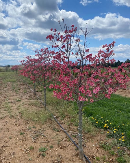 03 row of Cornus Florida  Cherokee Brave in bloom