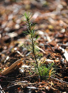 seedling replanted in a clear cut