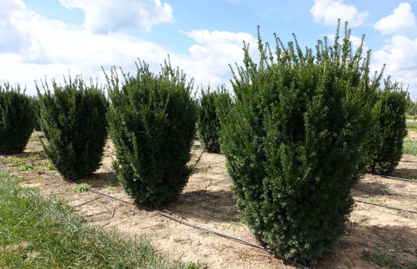 taxus x media hatfieldii 1