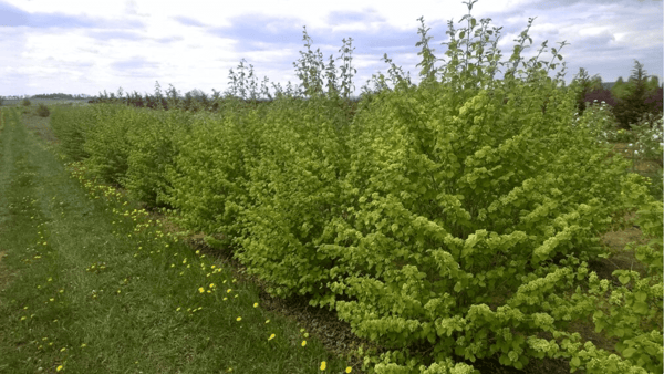 viburnum popcorn flushed