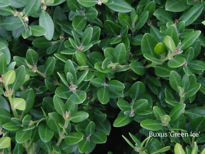 Buxus Green Ice foliage