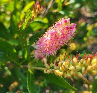 Clethra alnifolia Ruby Spice blooms