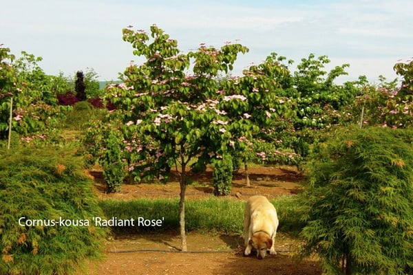 Cornus-kousa-Radiant-Rose 