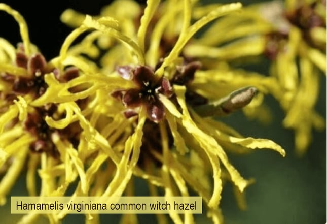 native-plant-Hamamelis-virginiana-common-witch-hazel