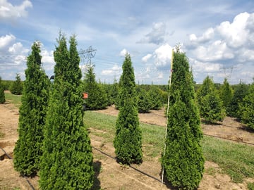 04 arborvitae rows in the field