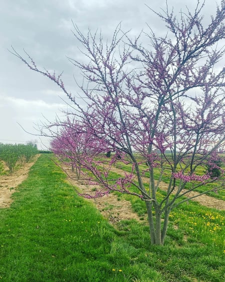 04 cercis canadensis row in bloom