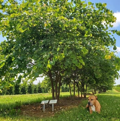 04 cercis in nursery field