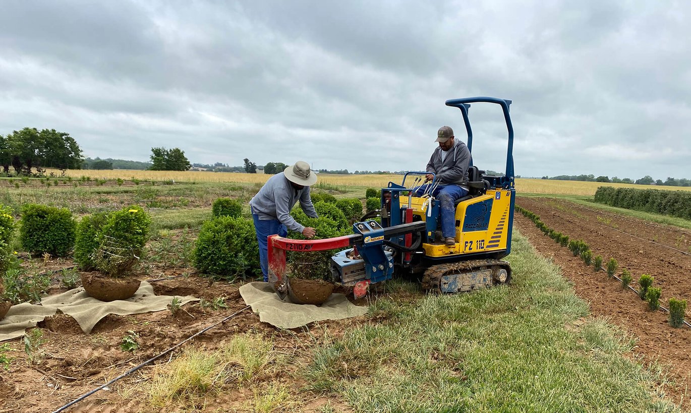 nursery crew harvesting boxwood in the field