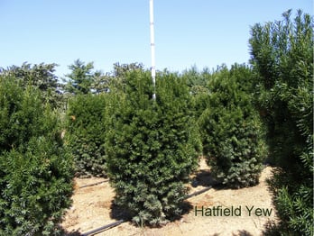 hatfield-yew-2