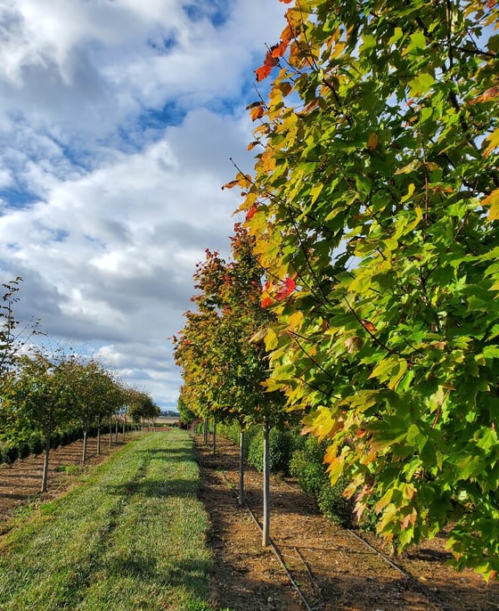 field of nursery trees