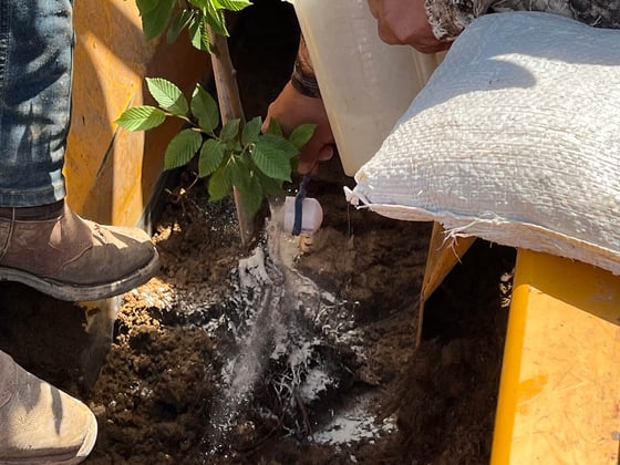 treating roots with mycorrhizal powder while planting