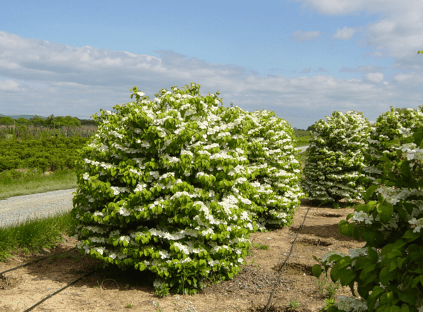 viburnum shasta in bloom