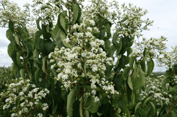 Heptacodium-miconioides-seven-son-flower