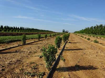 drip irrigation lines in the nursery rows