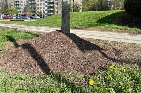 mulch volcano around tree in parking strip