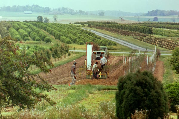 05 planting liners at the nursery