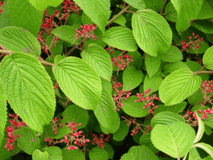 viburnum shasta fruit