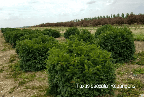 06 Taxus baccata Repandens