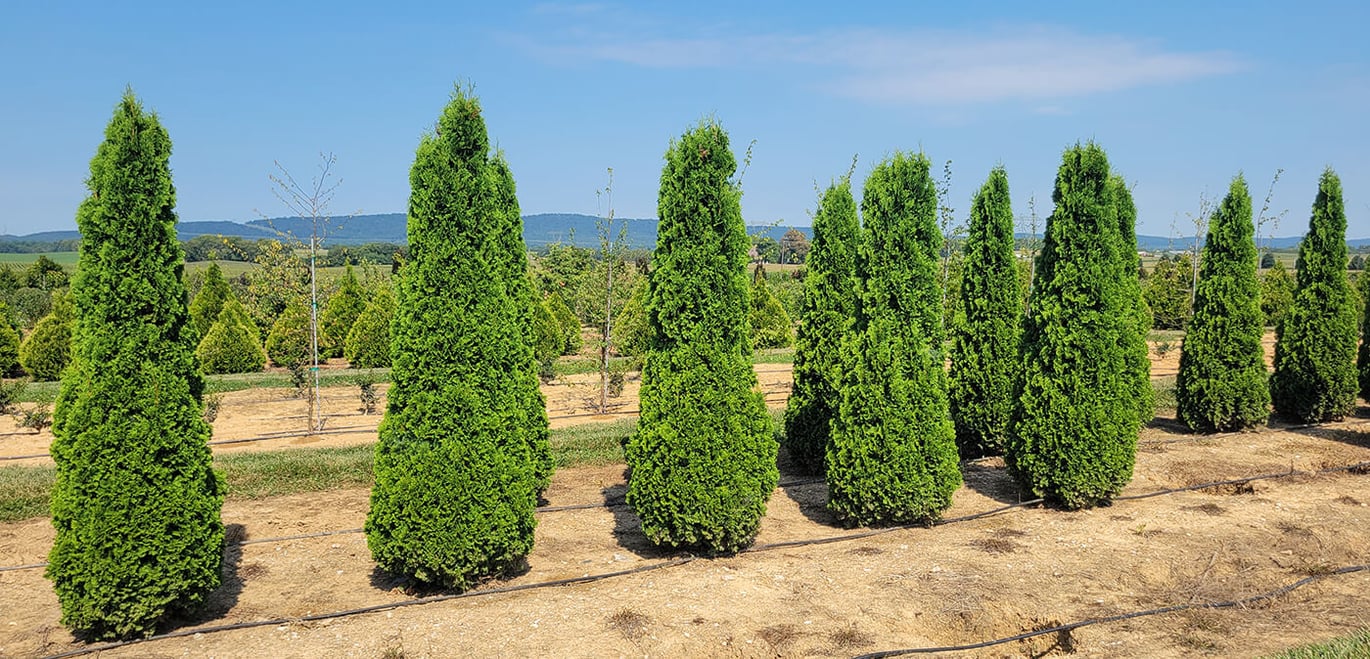 Thuja occidentalis 'Degroot' in field production block