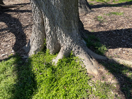 wild tree displaying excellent root flare