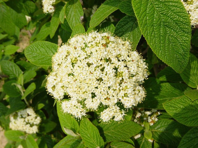 Alleghany-viburnum-blossom
