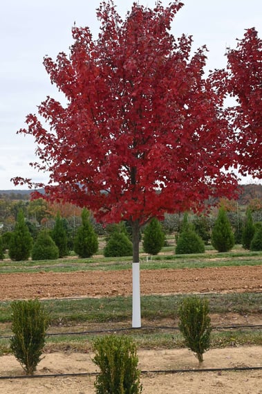 The Radiant Red Maple