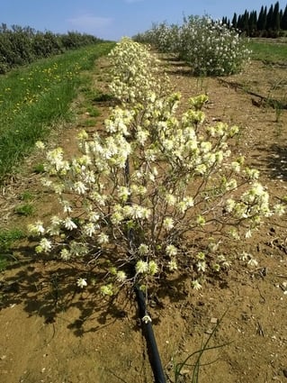 Fothergilla shrub