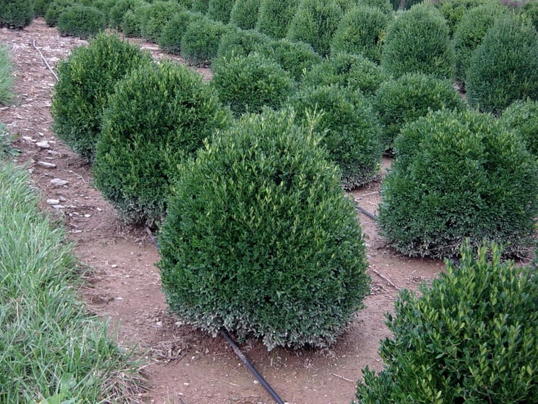 Looking for Substitutes for Buxus ‘Green Mountain’? Try Buxus ‘Green Ice’ or ‘John Baldwin’
