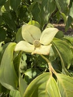 Greensleeve Flower
