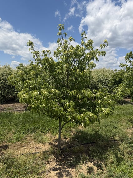 Spring Stars & Summer Fruit: The Beauty of Cornus kousa