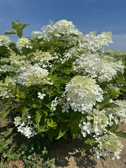 Hydrangea Paniculata ‘Phantom’
