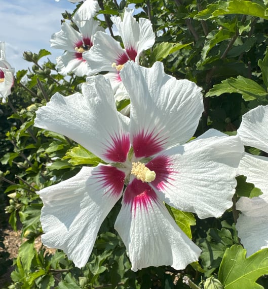 Bring Tropical Elegance to Your Landscape with Red Heart Hibiscus