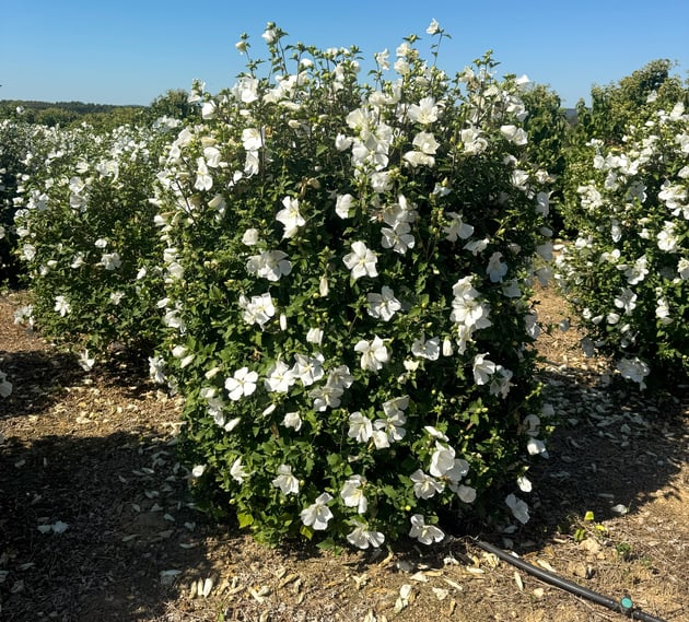 Pure Elegance in Bloom: Meet Hibiscus syriacus ‘Diana’