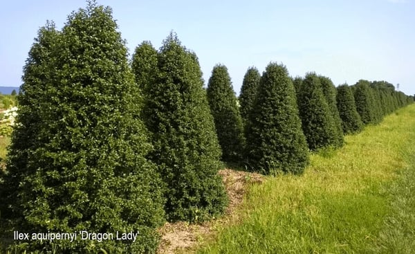 Ilex-aquipernyi-Dragon-Lady-pyramidal