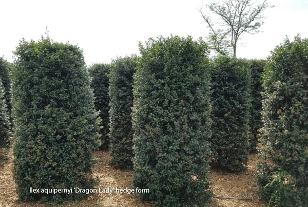 Ilex aquipernyi Dragon Lady2 hedge form