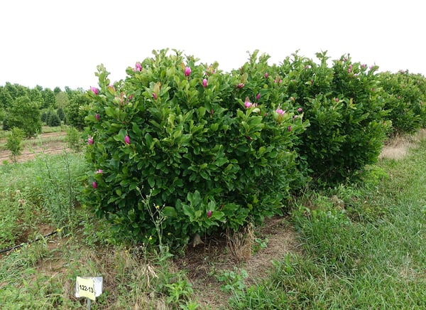 Magnolia Ann in the nursery field