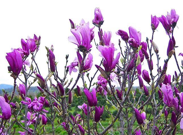 Magnolia 'Ann' in bloom