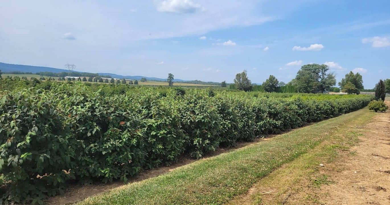 Viburnum-Alleghany-in-the-field