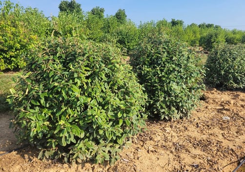 Viburnum-Emerald-Envy-in-nursery-row