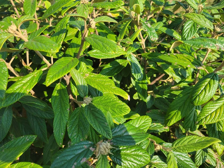 Plant of the Month Viburnum Alleghany
