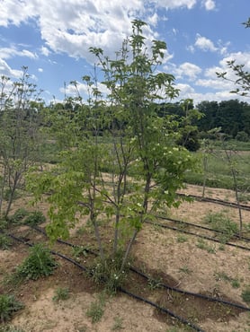 Var. Chinensis Clump