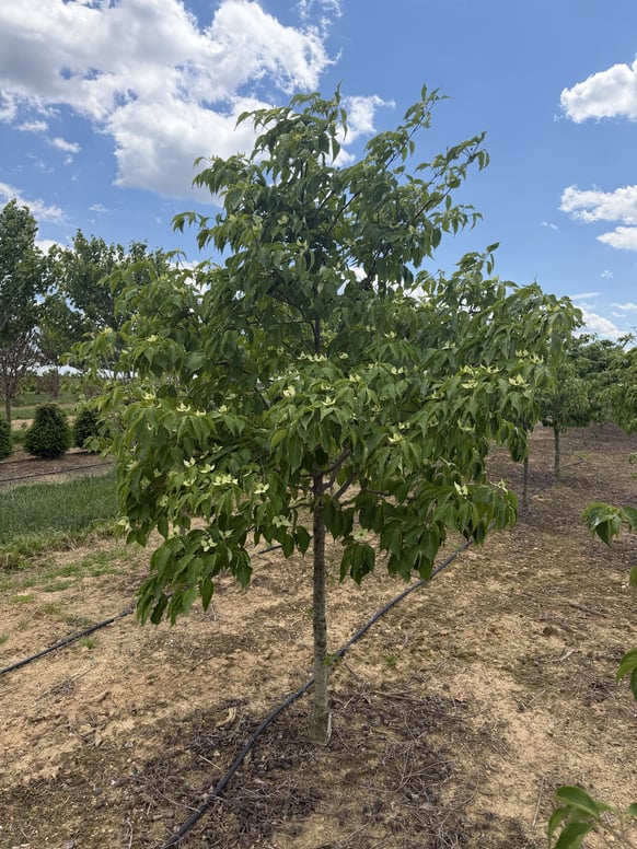 Var. Chinensis