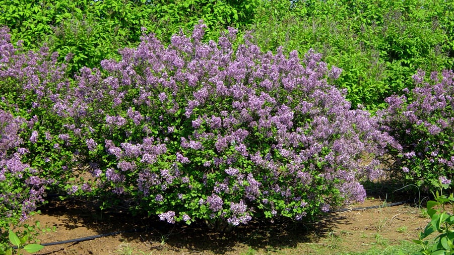 accurate-pricing-syringa
