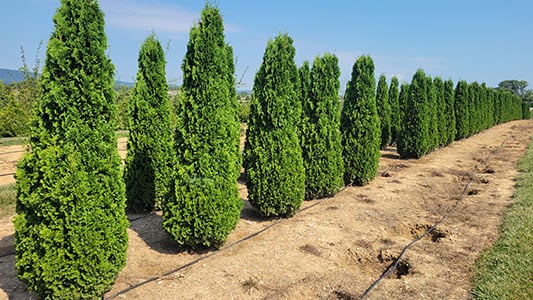 accurate-pricing-thuja-degroot