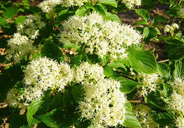 Cornus--alternifolia-pagoda-dogwood-blossoms
