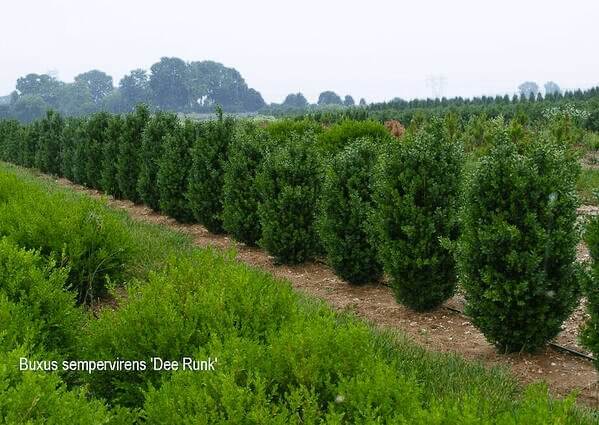 Buxus-sempervirens-Dee-Runk