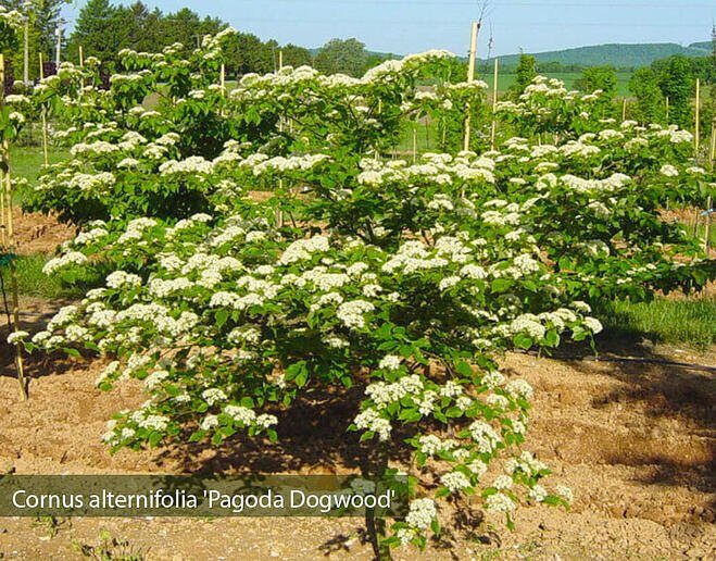 02 Cornus-alternifolia-pagoda-dogwood