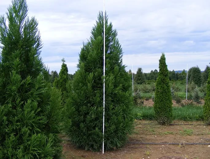 02 Cryptomeria japonica Yoshino1